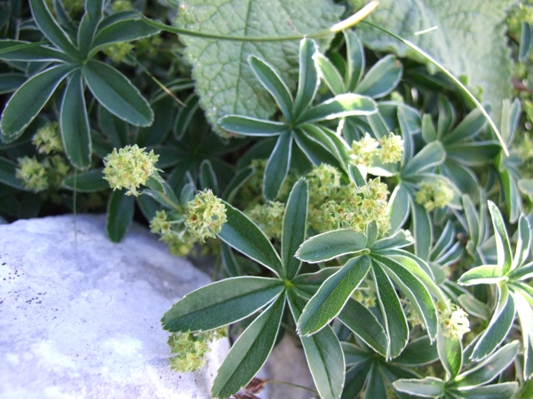 Alchemilla cfr. alpina